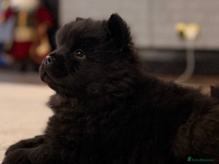 Chow Chow dogs Ready to go to their new homes. - Advert 9