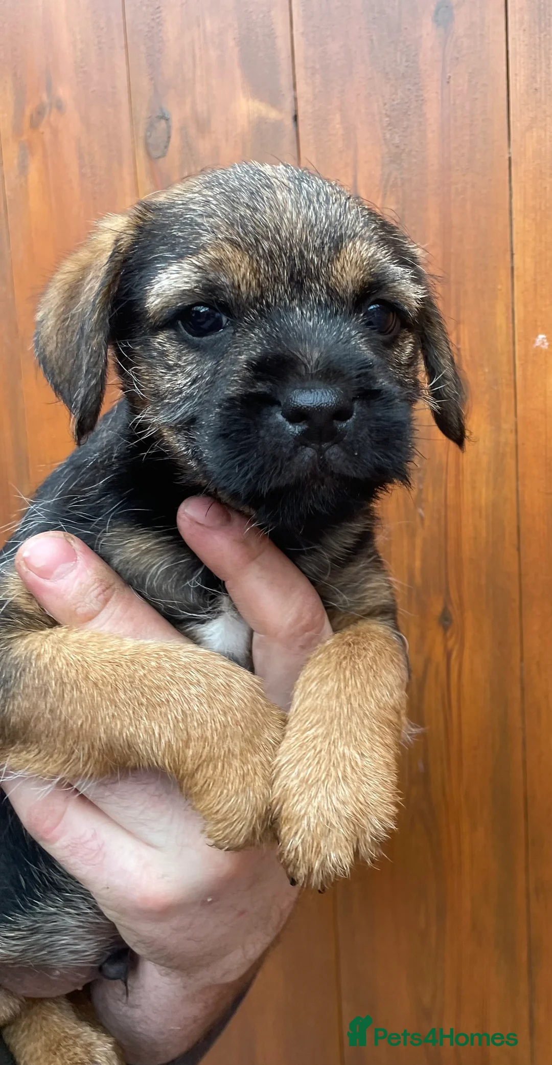 Border Terrier dogs for sale: Quality Border Terrier Puppy - Advert 5