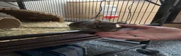 Degus rodents for sale: 2 Male Degus - Advert 9