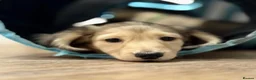 Miniature Dachshund dogs for sale: Long Haired Cream/Shaded Cream KC Mini Dachshunds  - Advert 4