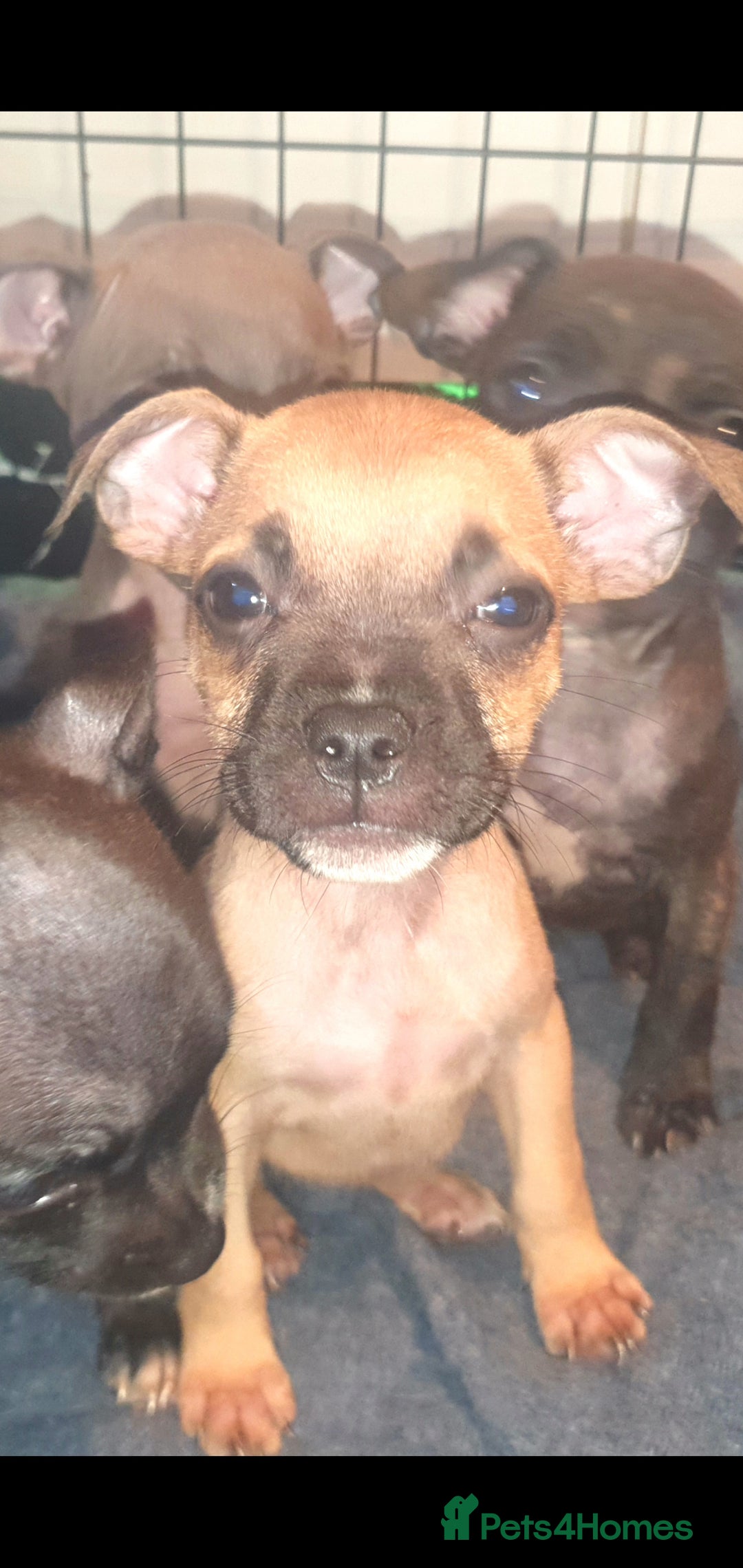 Mixed Breed dogs for sale: Frenchie x Staffy ( Puppies )  - Image 4