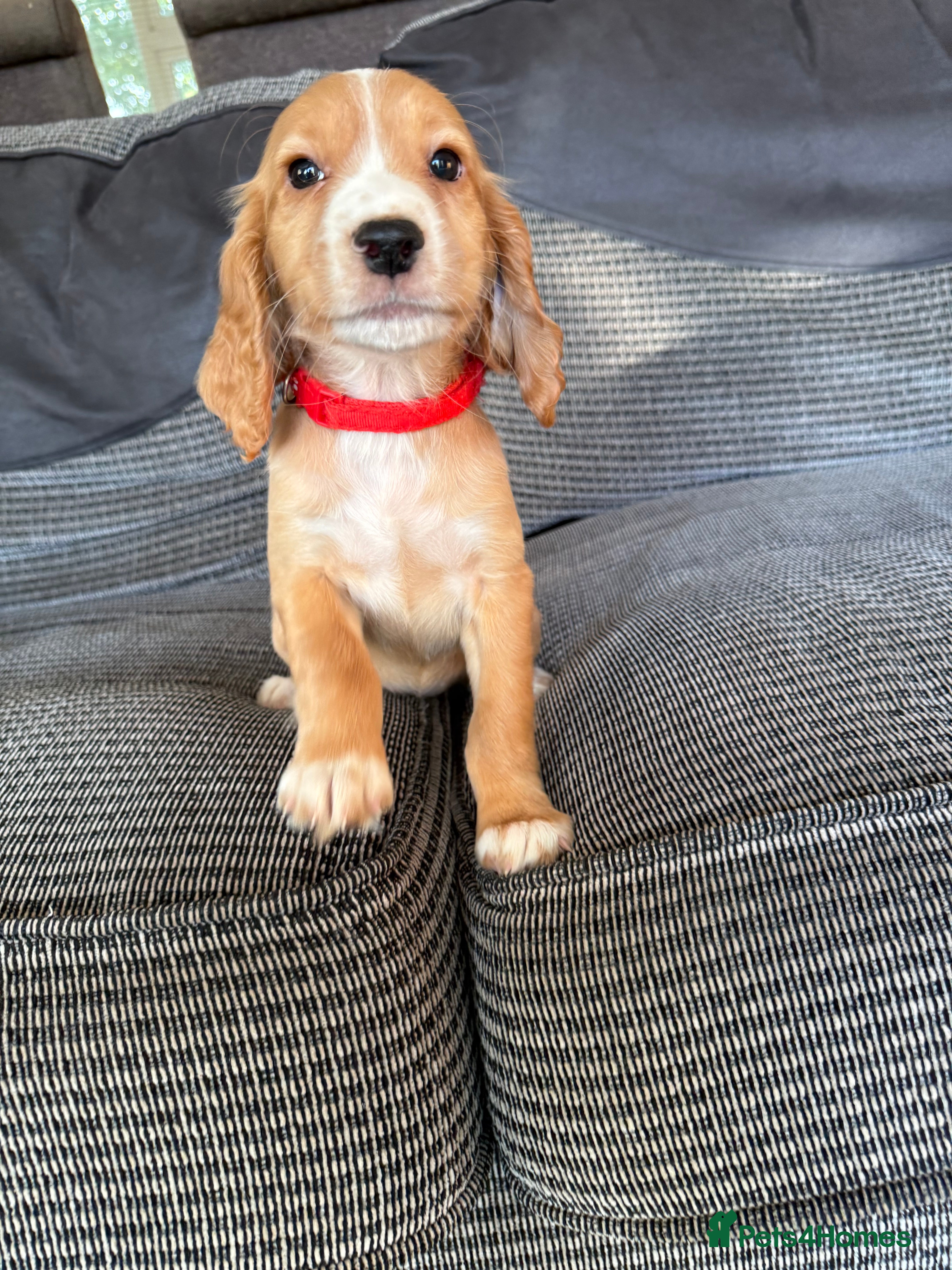 Cocker Spaniel dogs Ready now.. ❤️ Kc registered cocker spaniel pups - Advert 2