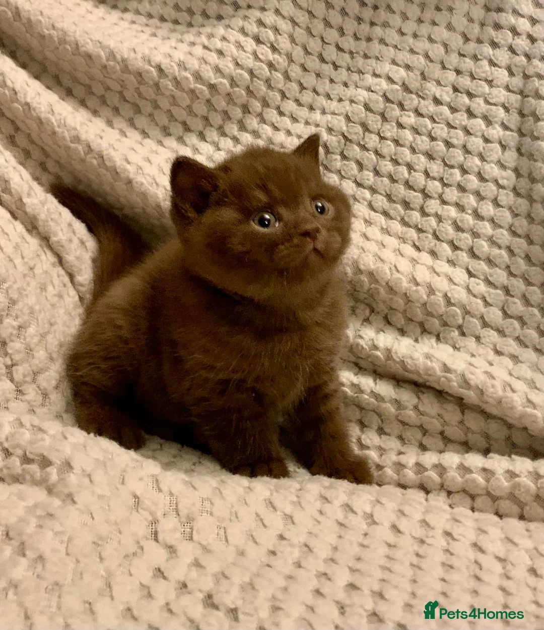 British Shorthair cats for sale: GCCF choclate British shorthair kittens READY NOW  - Advert 32
