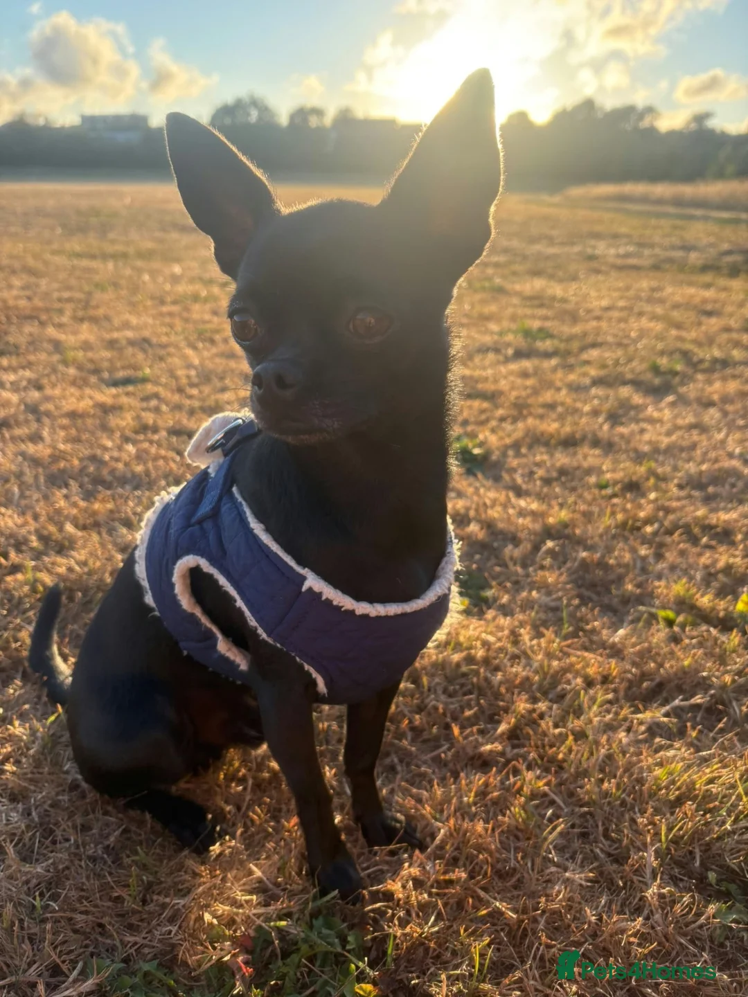 Chihuahua dogs for sale: Solid black chihuahua  - Advert 1