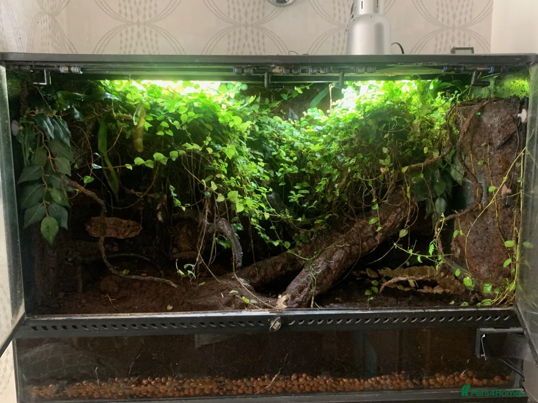 Frog reptiles for sale: 3 x Yellow Bumblebee Dart Frogs & Terrarium - Advert 3