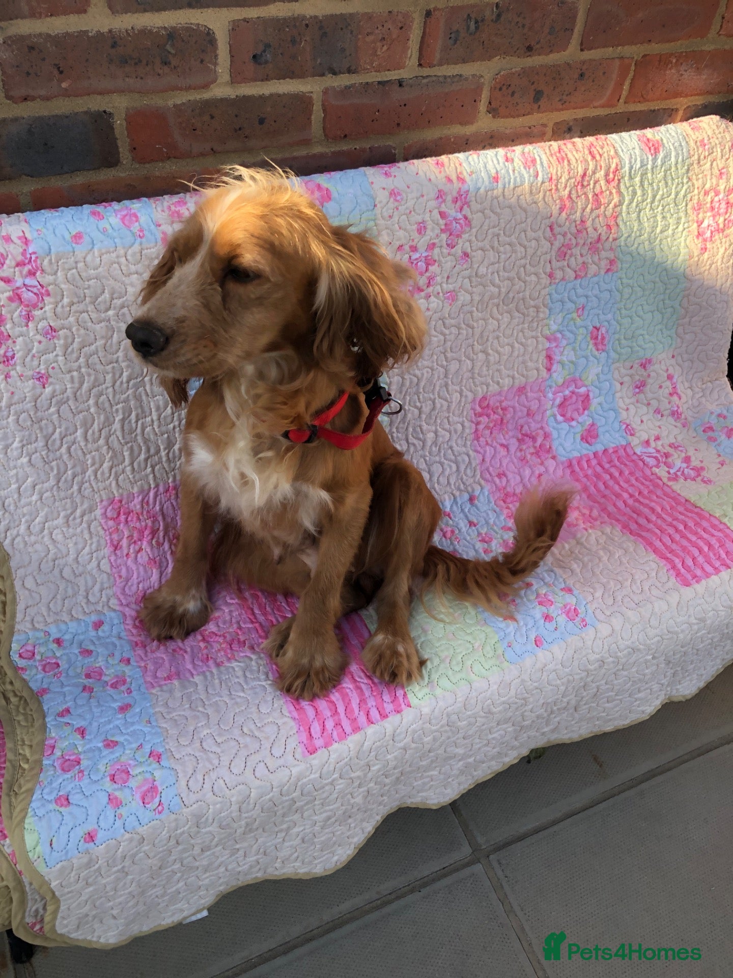Cockapoo dogs Cockerpoo Puppies For Sale  - Advert 1