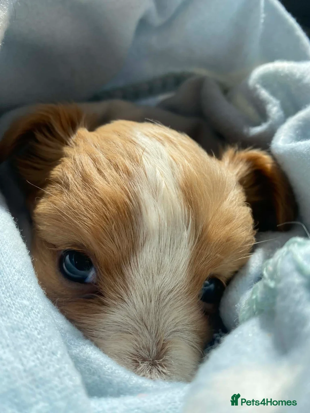 Mixed Breed dogs for sale: terrier x pom - Advert 2