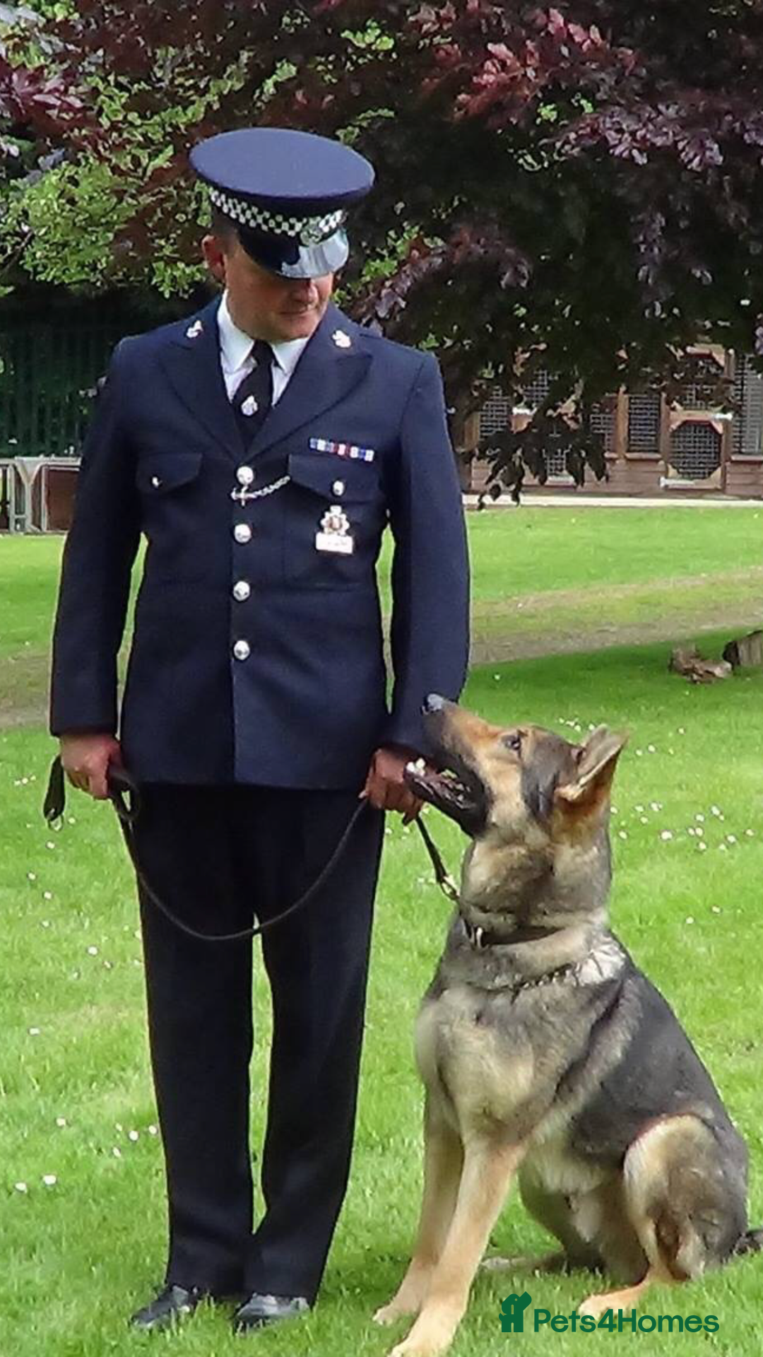Miniature Poodle dogs for stud: KC health tested dog via POLICE K9 behaviourist - Image 5
