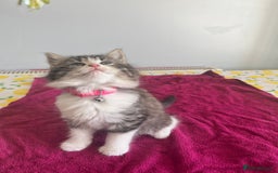 British Shorthair cats for sale: Ready for a loving home now  - Image 8