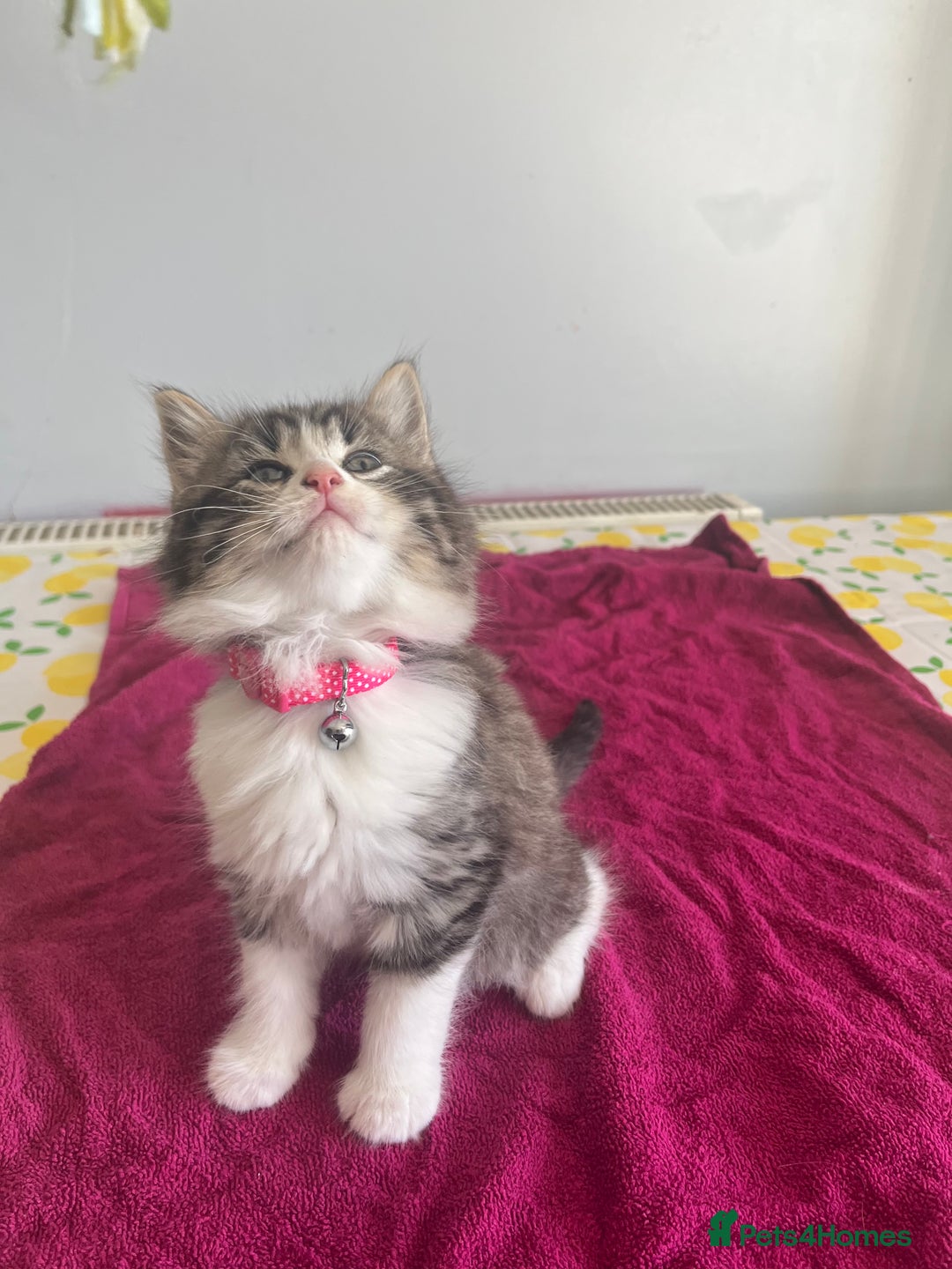 British Shorthair cats for sale: Ready for a loving home now  - Image 8