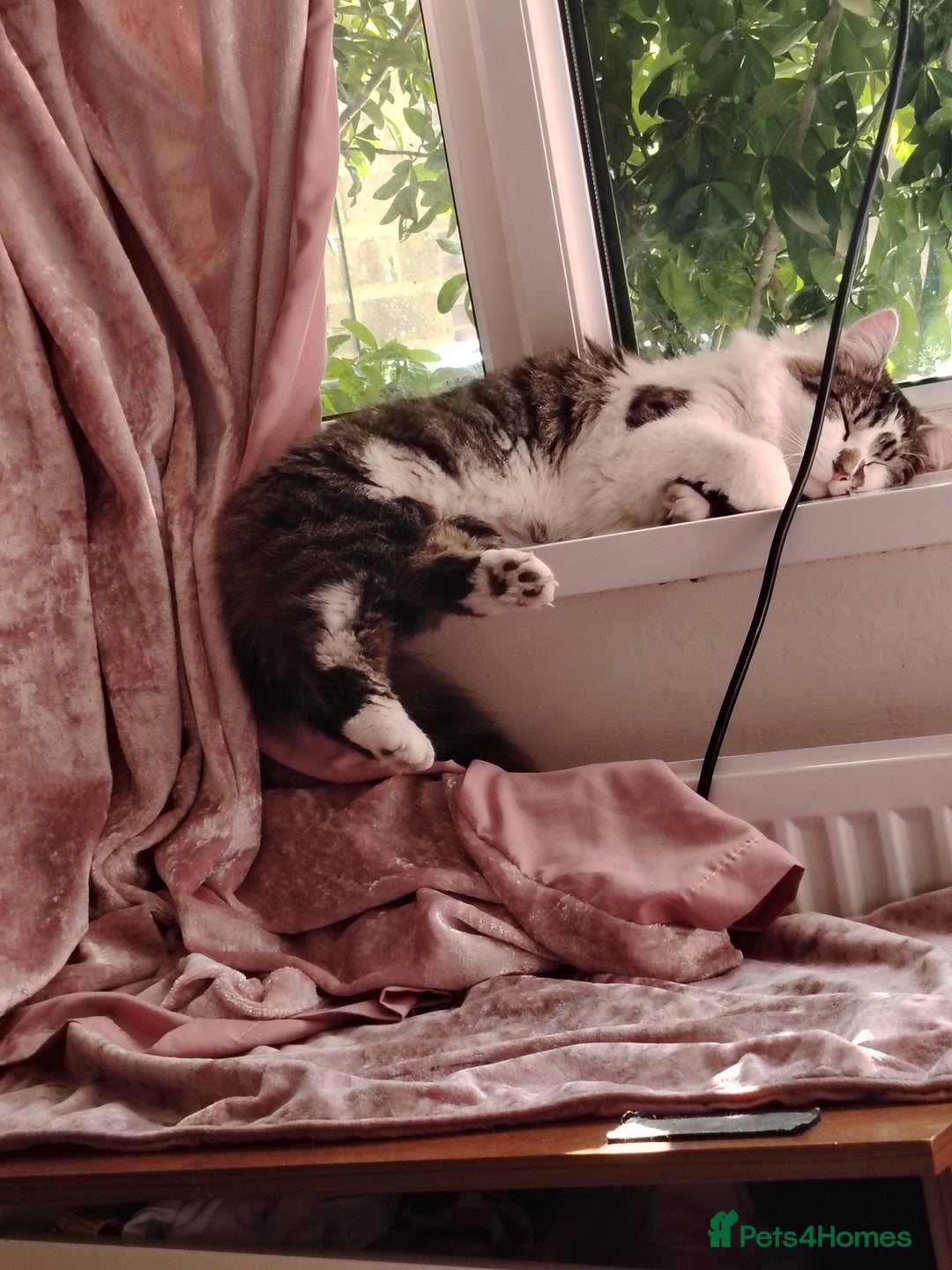 Mixed Breed cats for sale: Noah and Tigs 2 male cats mixed breed moggys - Image 2