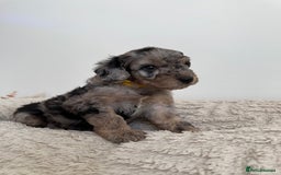Cockapoo dogs for sale: Stunning F1B Merle Cockapoo Puppies!!!! - Image 4
