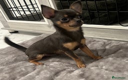 Chihuahua dogs for sale: Looking for her forever home! - Image 2