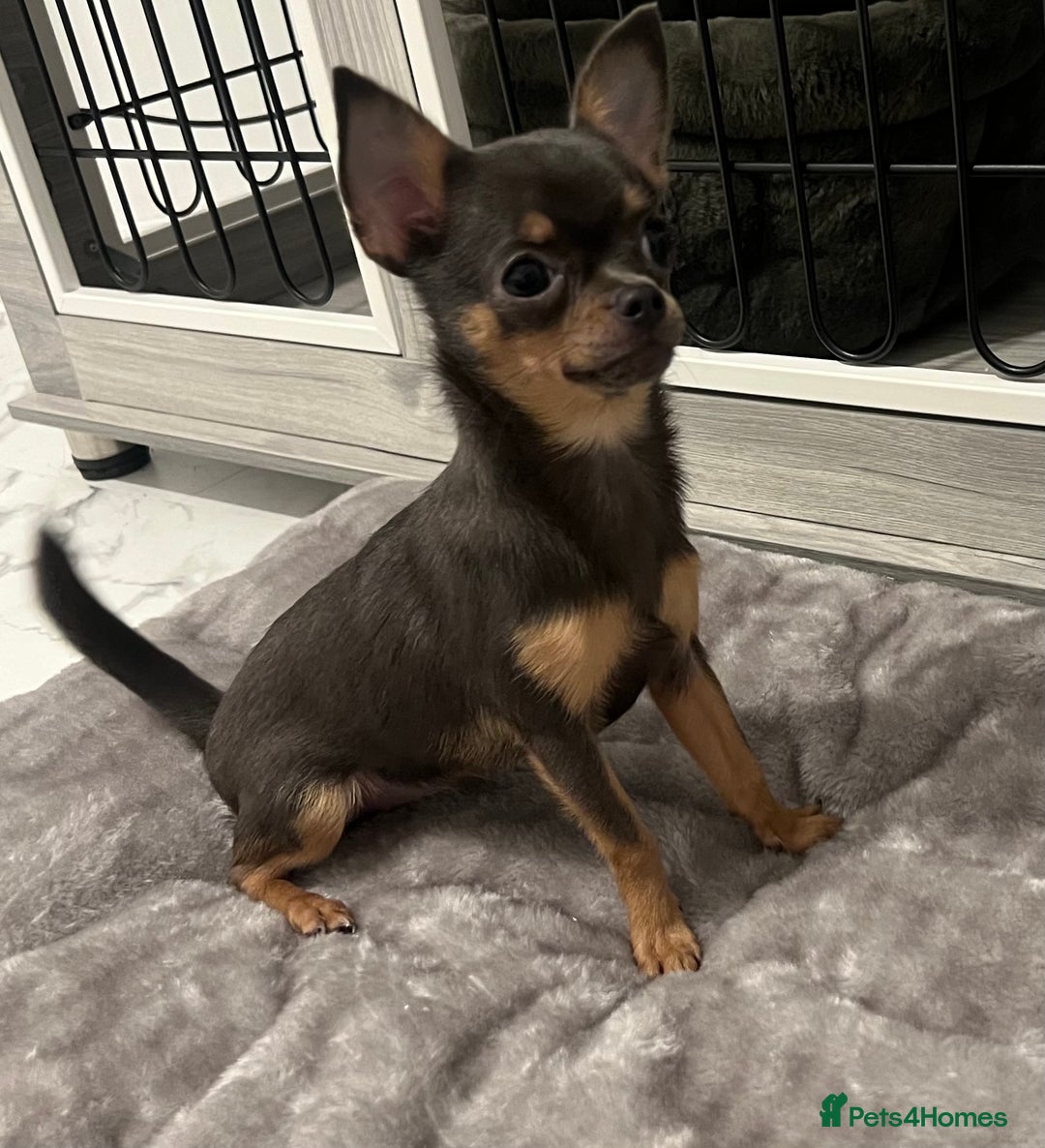 Chihuahua dogs for sale: Looking for her forever home! - Image 2