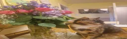 Mixed Breed cats for sale: Confident Kittens ready for new homes in Bathgate - Advert 2