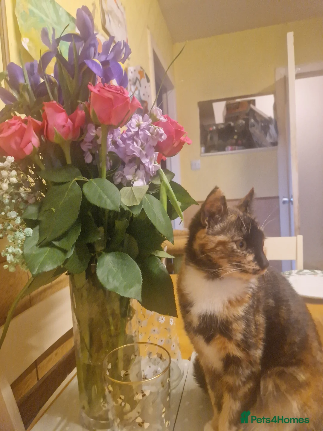 Mixed Breed cats for sale: Confident Kittens ready for new homes in Bathgate - Advert 2