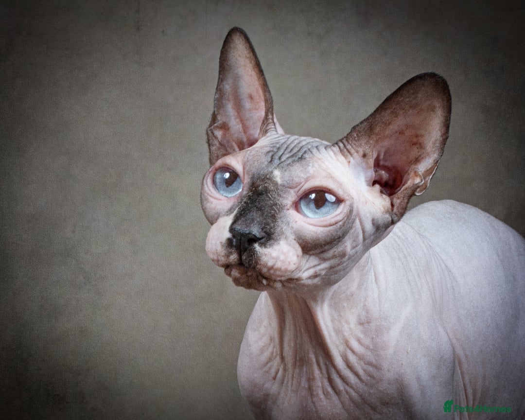 Sphynx cats for sale: Rehoming needed for beautiful Sphynx girl  - Image 2