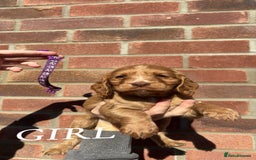 Cocker Spaniel dogs for sale: Cocker Spaniel puppies - Image 4