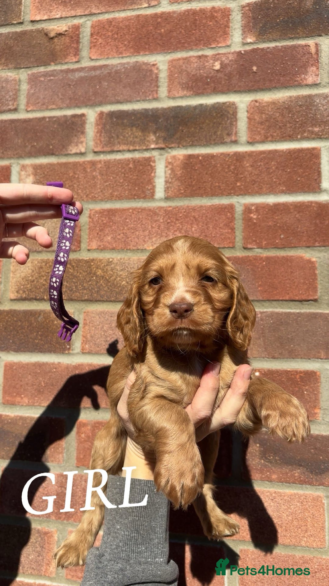 Cocker Spaniel dogs for sale: Cocker Spaniel puppies - Image 4