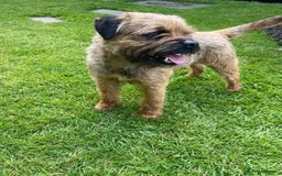 Border Terrier dogs for sale: BORDER TERRIER PUPS KC REG SLEM CLEAR - Image 10