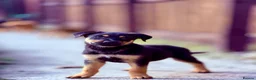 Mixed Breed dogs for sale: Beautiful Rottweiler cross staffy puppies for sale in Huddersfield - Advert 5