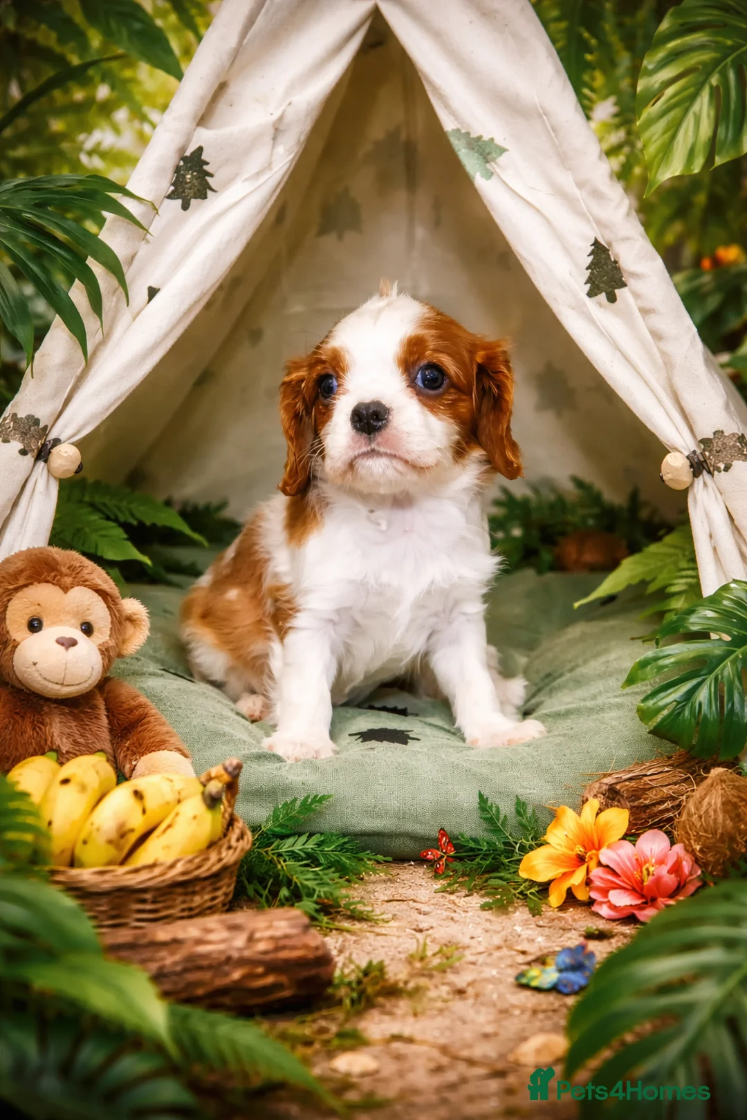 Cavalier King Charles Spaniel dogs for sale: Beautiful Cavalier Puppies available 😍  - Advert 5