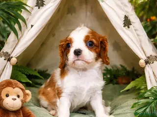 Cavalier King Charles Spaniel dogs Beautiful Cavalier Puppies available 😍 - Advert 4