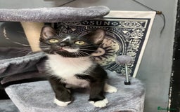 Mixed Breed cats for sale: Kittens ready to go!!😸 - Image 5