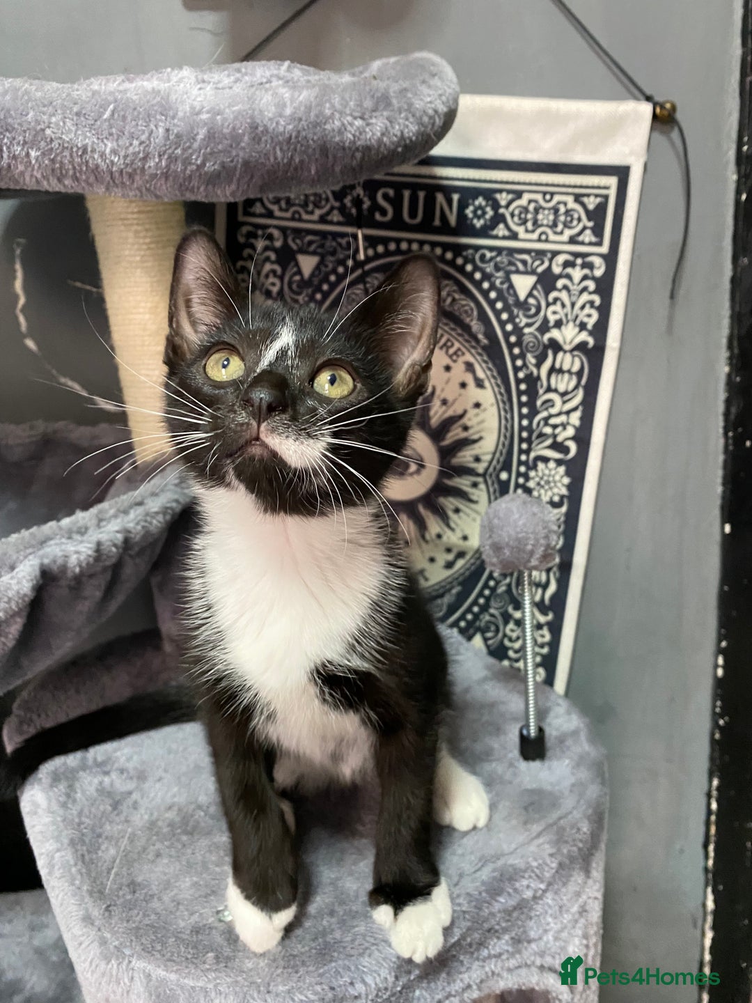 Mixed Breed cats for sale: Kittens ready to go!!😸 - Image 5