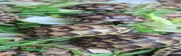 Tortoise reptiles for sale: Baby Tortoises  - Advert 11
