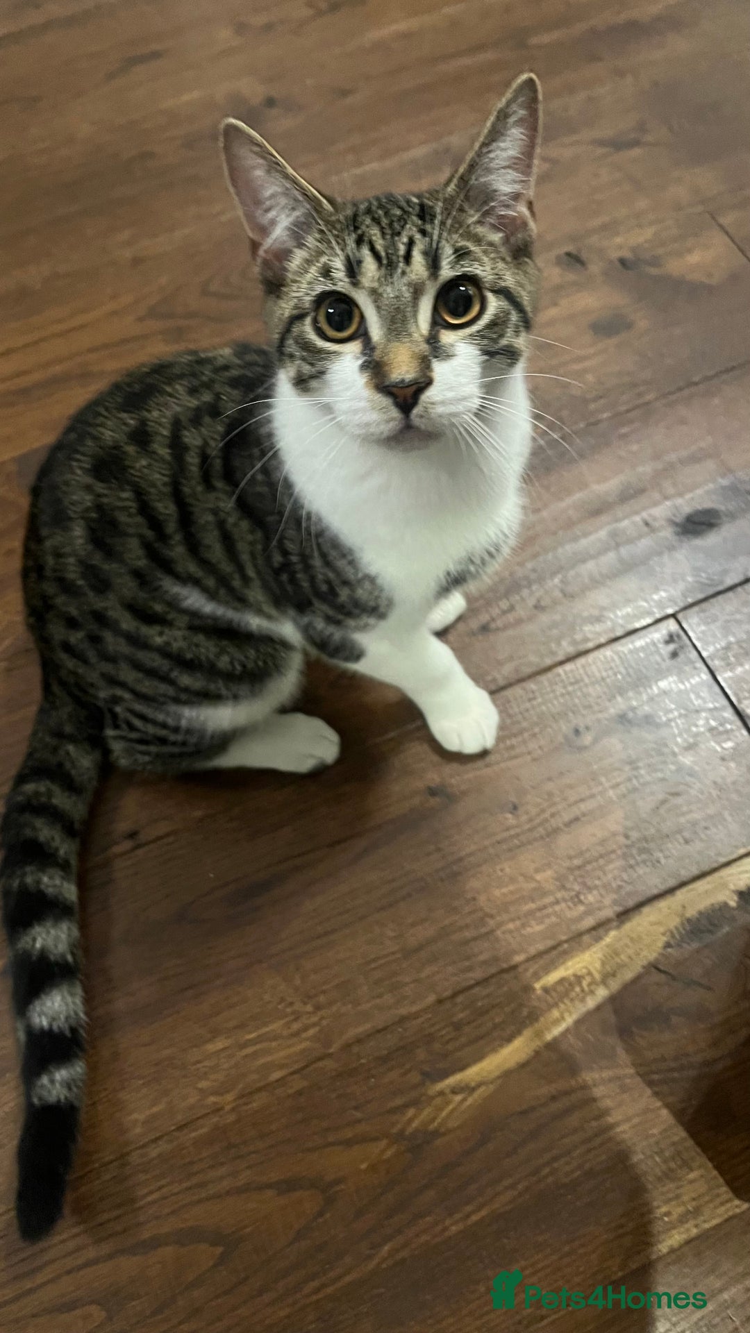 British Shorthair cats for sale: Cute & loving kitten looking for a new home! - Advert 2