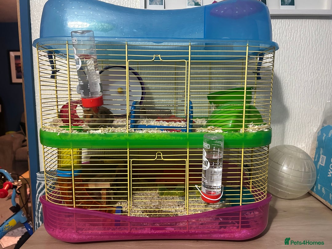 Hamster rodents for sale: Female Syrian Hamster - Advert 10
