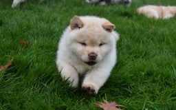Mixed Breed dogs for sale: Genuine Chowski puppies  - Image 12