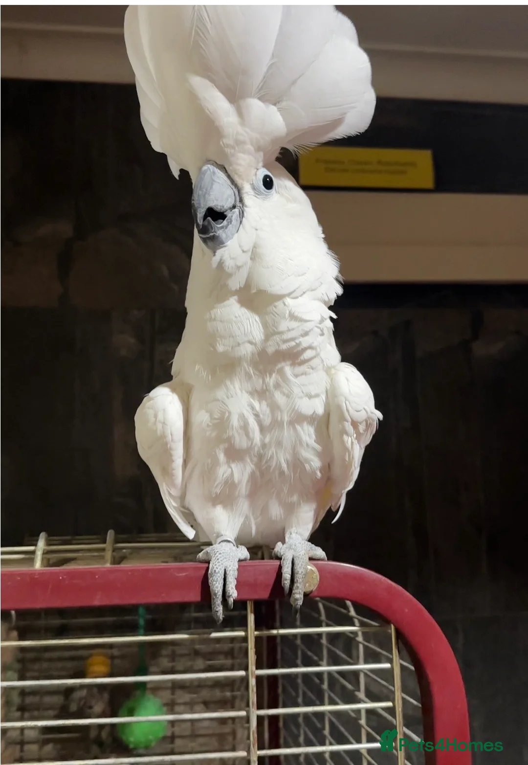 Cockatoo birds for sale:  Umbrella Cockatoo  - Advert 2