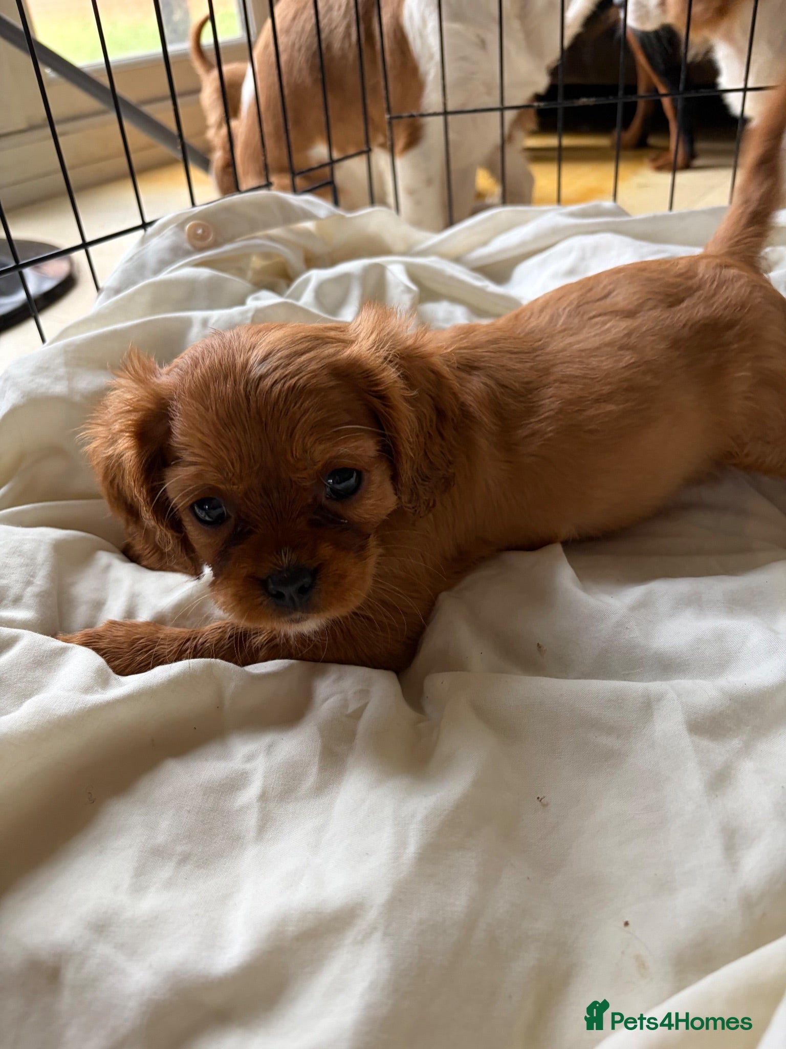 Cavalier King Charles Spaniel dogs 6 Beautiful Cavalier King Charles Spaniels  - Advert 1