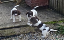 English Springer Spaniel dogs for sale: Gorgeous English Springer Spaniel Puppies - Image 14