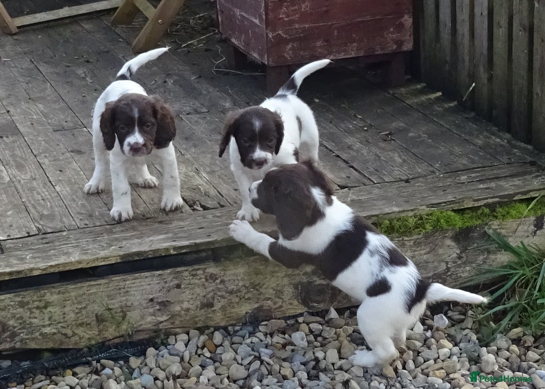 English Springer Spaniel dogs for sale: Gorgeous English Springer Spaniel Puppies - Image 14