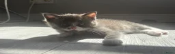 Ragdoll cats for sale: ** READY TO LEAVE ** Ragdoll X kittens  - Advert 18