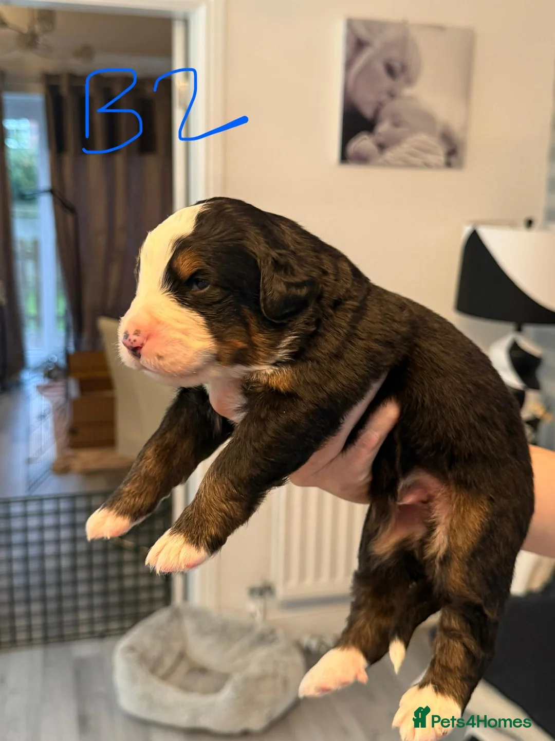Bernese Mountain Dog dogs for sale: Bernese Mountain Dog pups. in Ormskirk - Advert 2