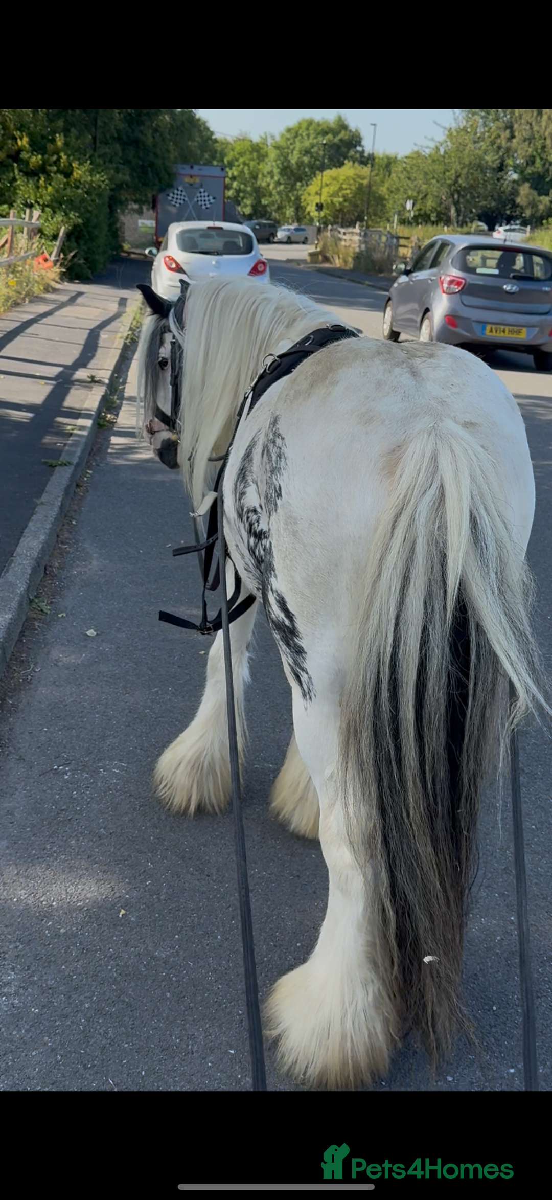 Irish Cob horses for sale: beautiful kids pony project ❤️ - Image 7