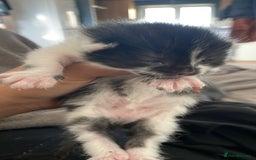 British Shorthair cats for sale: Beautiful litter of 3 .  - Image 5