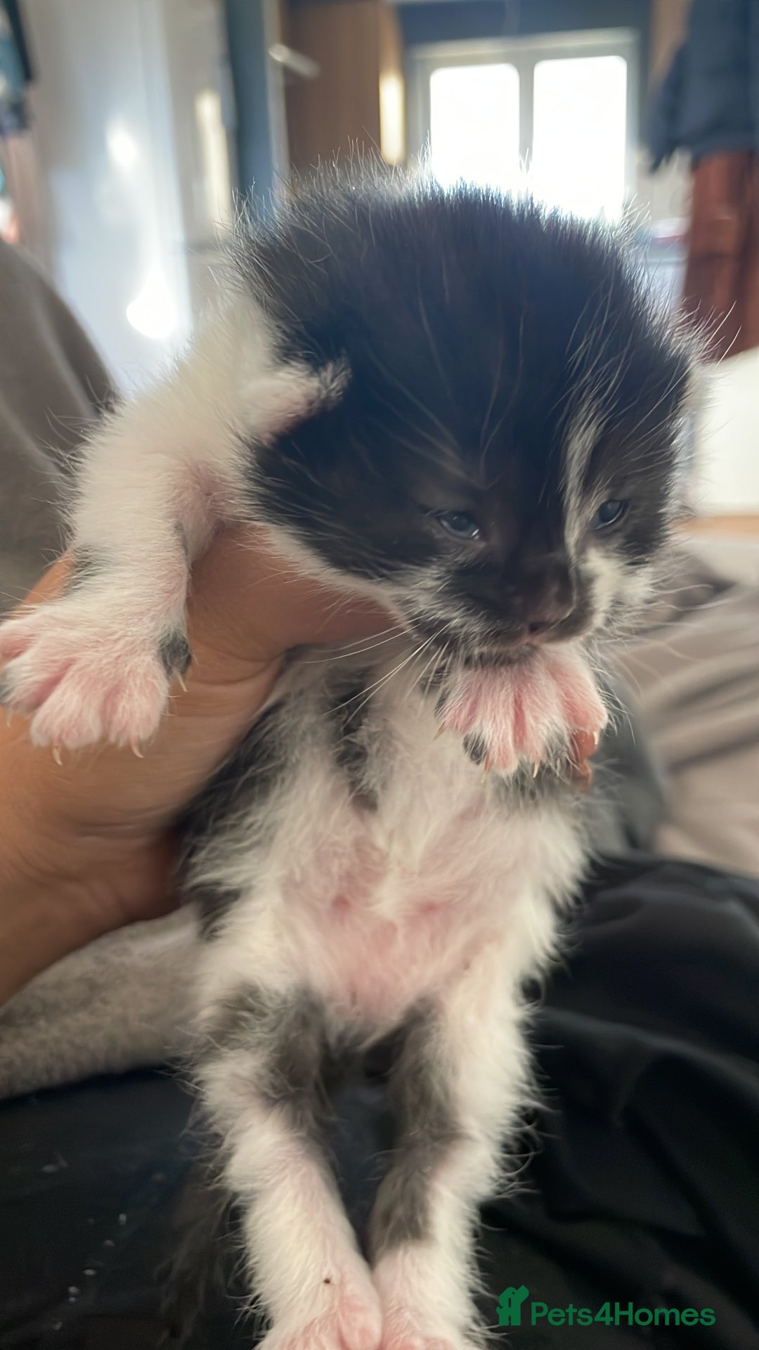 British Shorthair cats for sale: Beautiful litter of 3 .  - Image 5