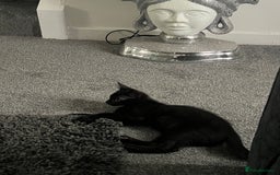 Mixed Breed cats for sale: Kitten - Image 4