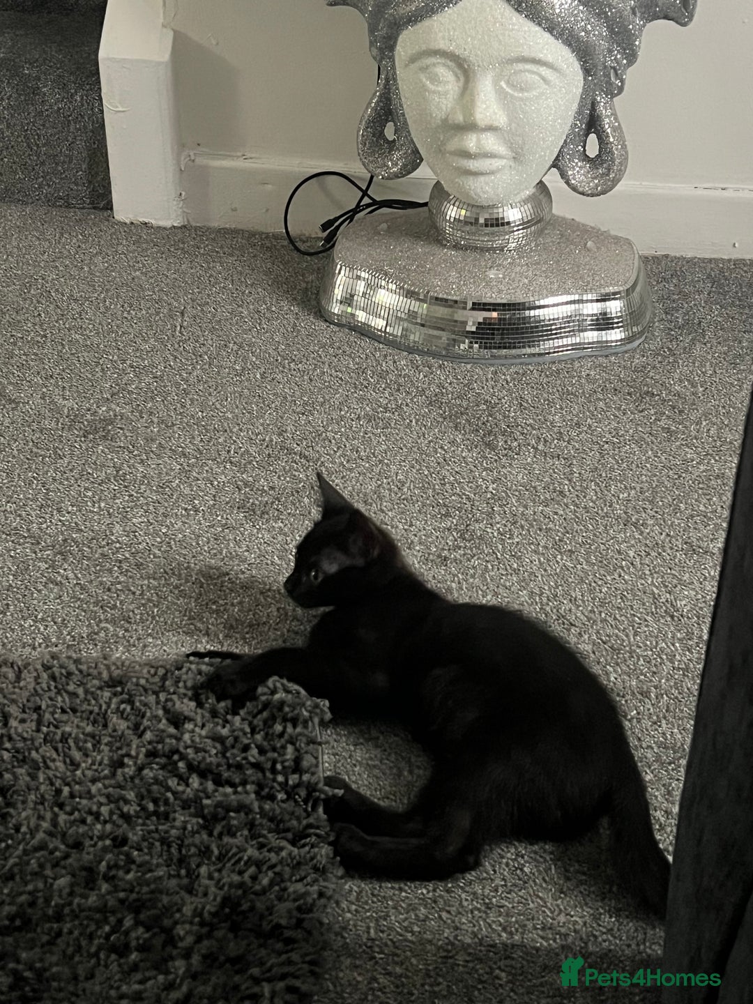 Mixed Breed cats for sale: Kitten - Image 4