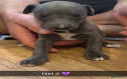 Whippet dogs for sale: Beautiful Blue Baby Whippets  - Image 8