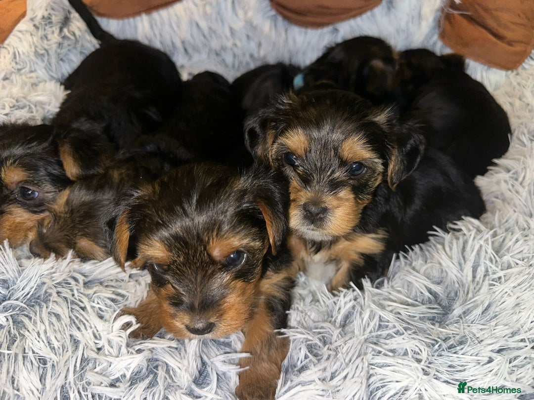 Yorkshire Terrier dogs for sale: 💕🐾Adorable PEDIGREE YORKSHIRE TERRIER Pups🐾💕  - Image 2