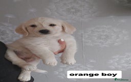 Labradoodle dogs for sale: Beautiful labradoodle pups  - Image 10