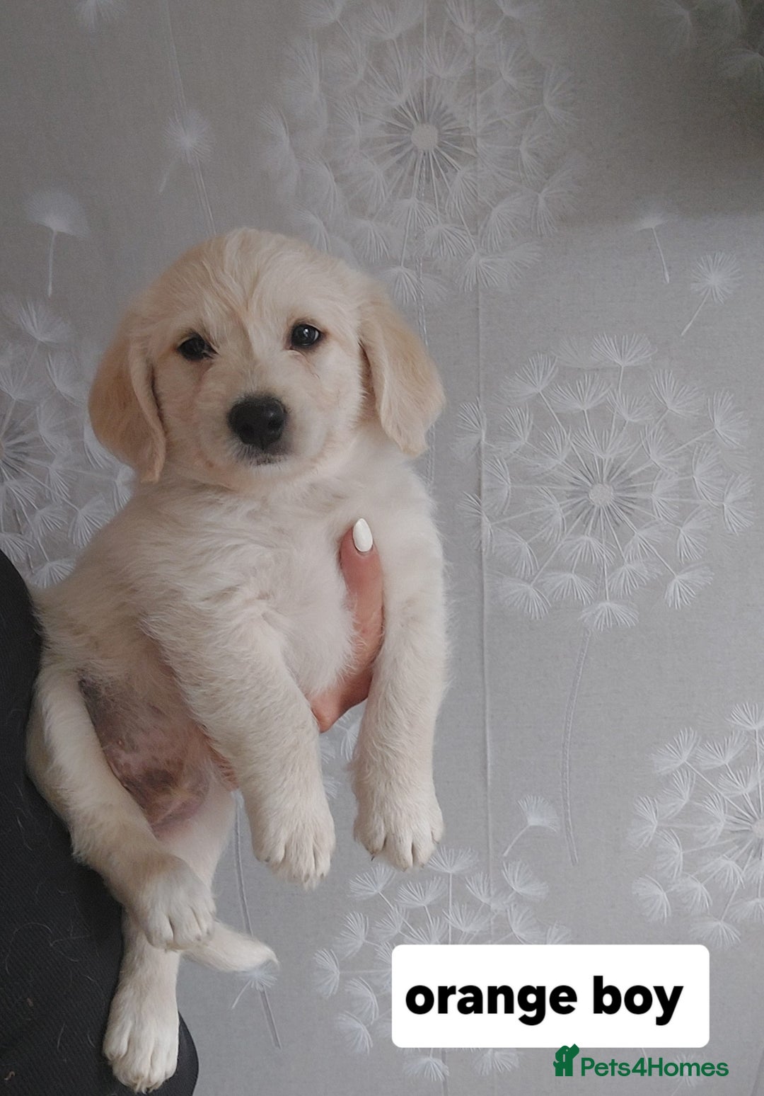 Labradoodle dogs for sale: Beautiful labradoodle pups  - Image 10
