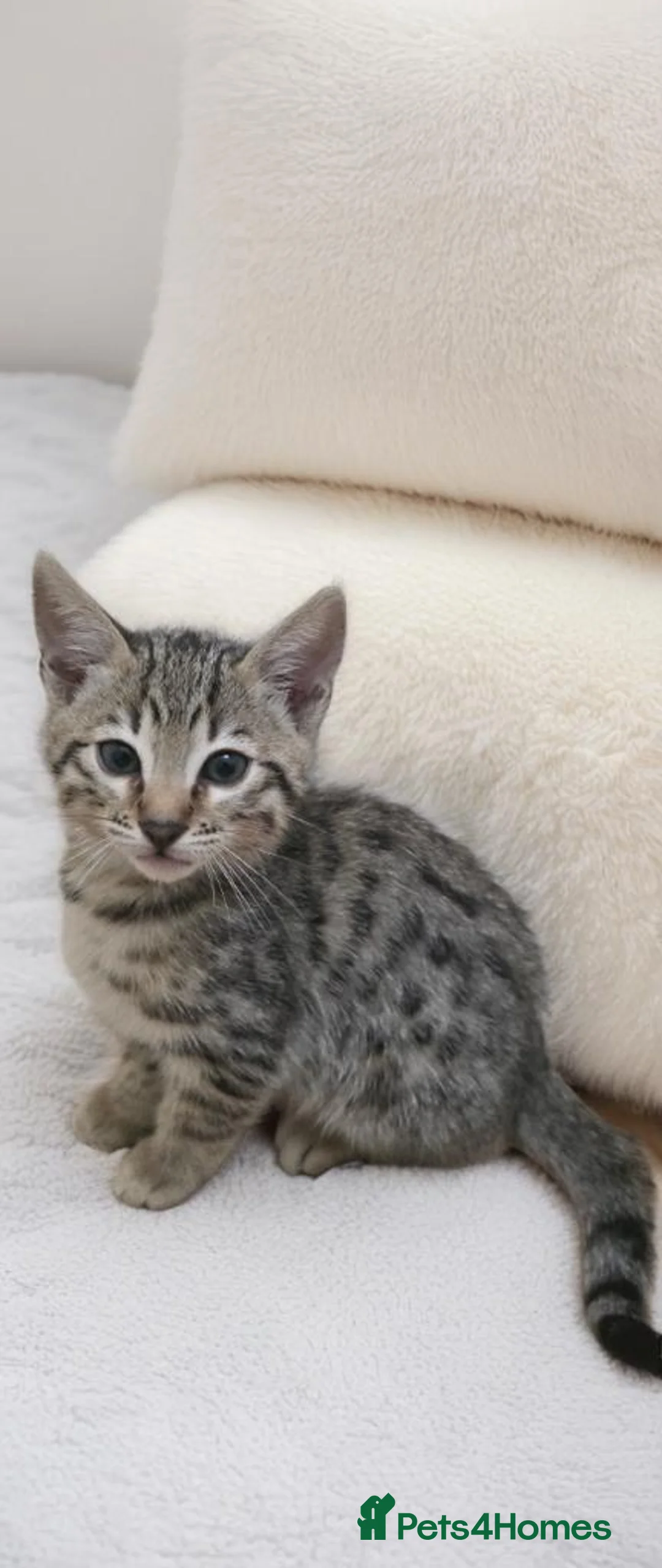 Bengal cats for sale: Savannah x Bengal hybrid Kittens  - Advert 3