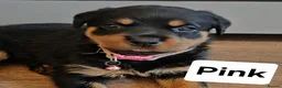 Rottweiler dogs for sale: 7 Rottweiler Pups - Advert 4